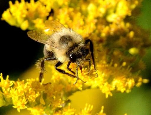 Nectar