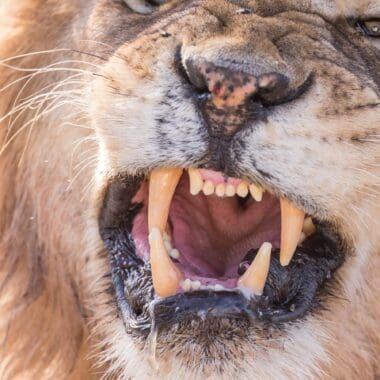 African Lion Safari