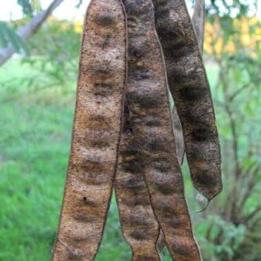 Pods