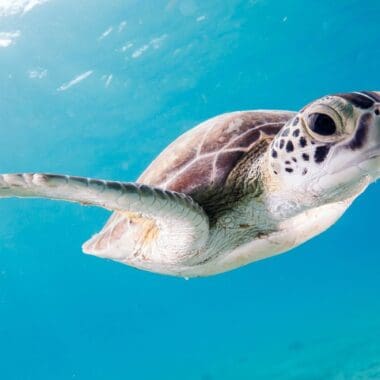 close up photography of brown sea turtle at Sea Life