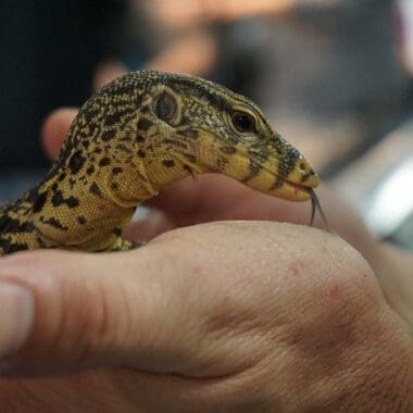 Repticon