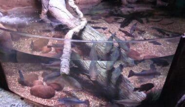 Sea Life Grapevine
