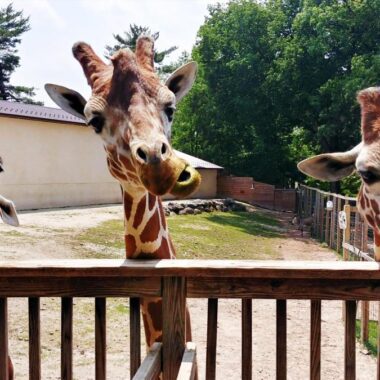 Elmwood Park Zoo