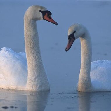 Swan And Dolphin