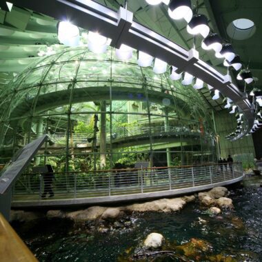 Cal Academy Membership