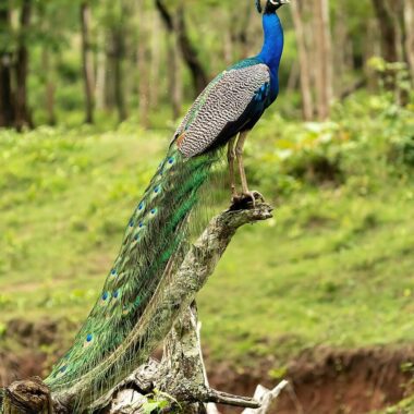 Peacock