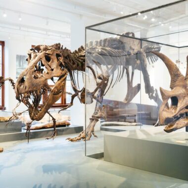 Museum Of Natural History
